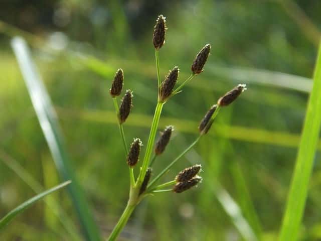 �N���e���c�L