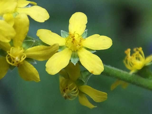 �L���~�Y�q�L