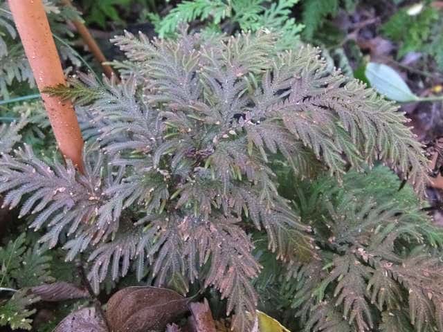 �C�k�J�^�q�o