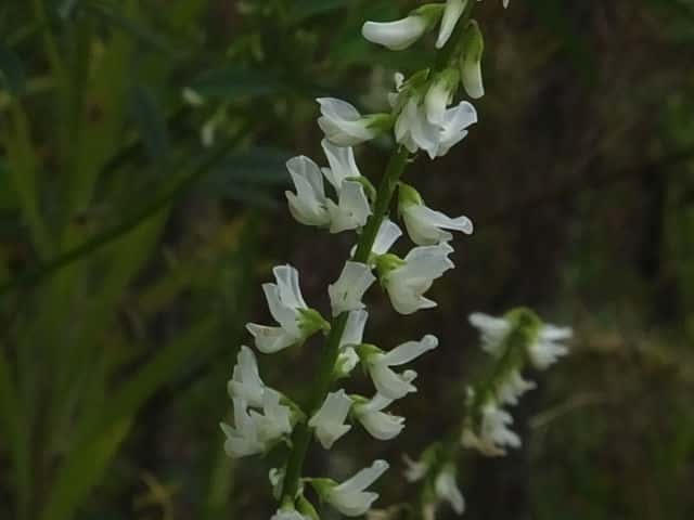 �V���o�i�V�i�K���n�M