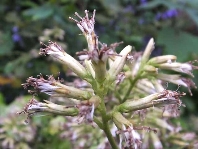 ���~�W�K�T