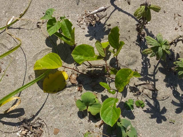 �n�}�i�^�}��