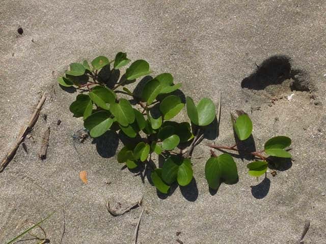 �O���o�C�q���K�I