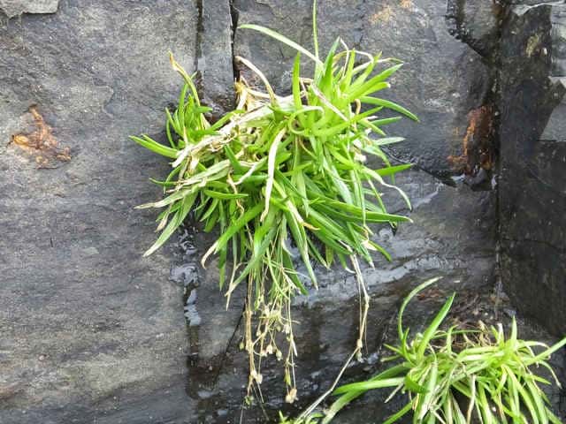 �I�c���N�T