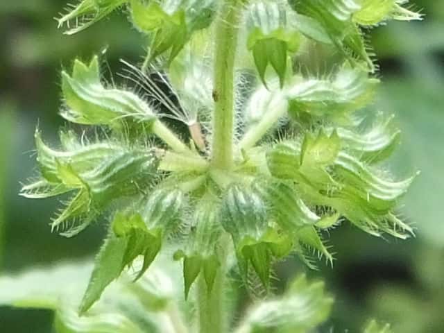 �C�k�g�E�o�i