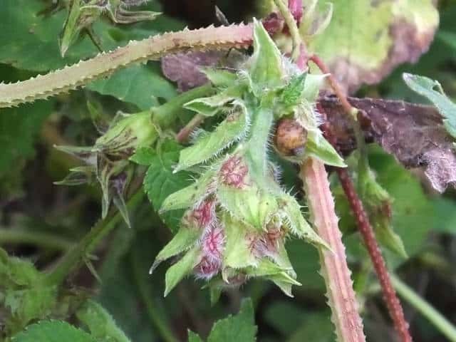 �J�i���O��