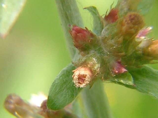 ウスベニチチコグサ