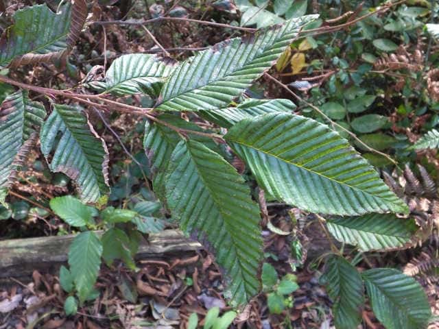 �q�����V���u�V