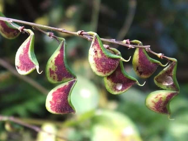 �k�X�r�g�n�M