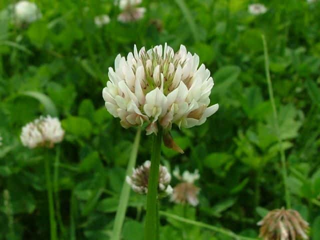 シロツメクサ