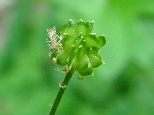 ウマノアシガタ果実