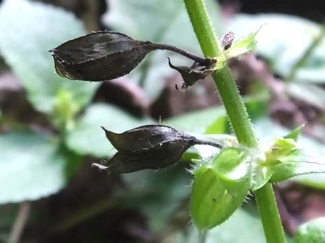 �L�o�i�A�L�M��