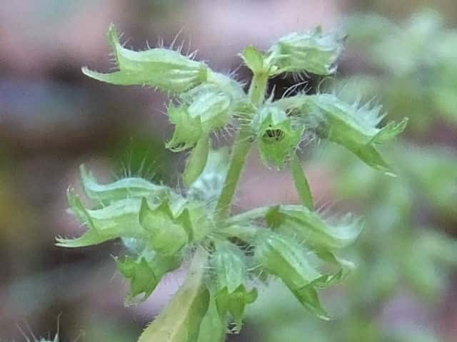 �C�k�g�E�o�i