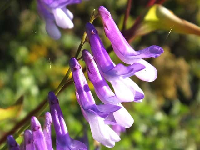 �i���N�T�t�W