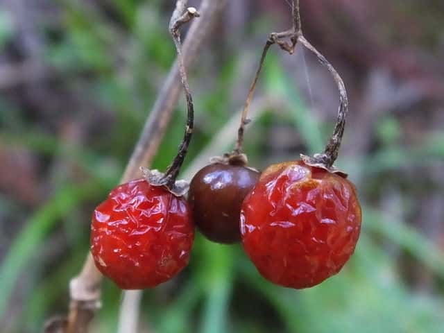 �q���h���W���E�S