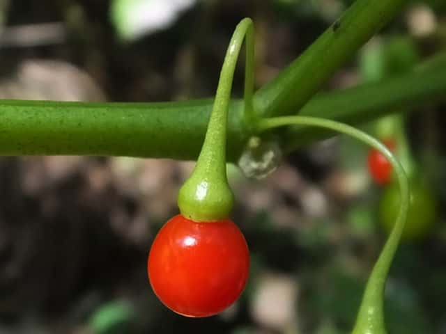 �n�_�J�z�I�Y�L