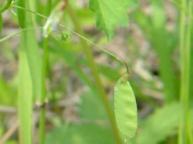 カスマグサ果実