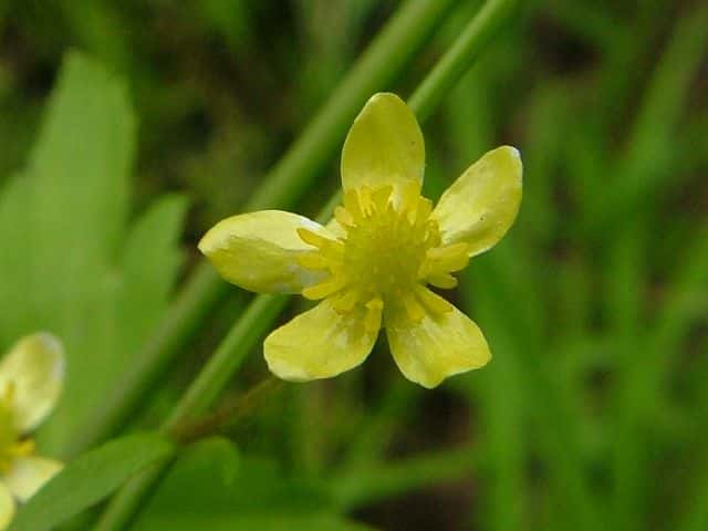 キツネノボタン