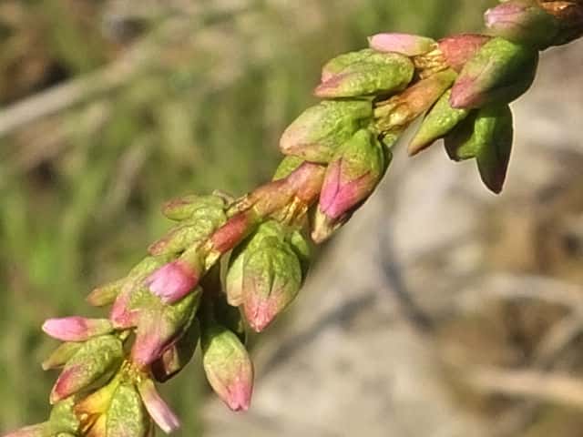 ���i�M�^�f