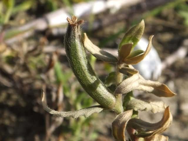 �R�}�c���C�O�T