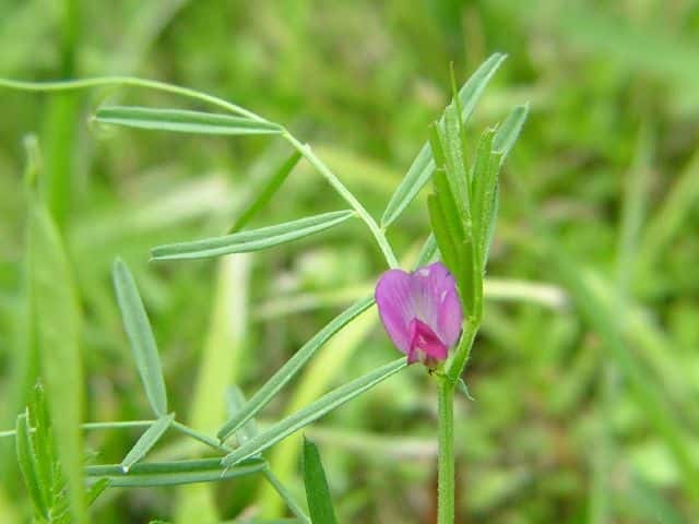 ホソバヤハズエンドウ