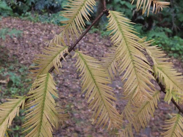 ���^�Z�R�C�A