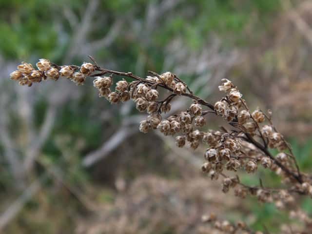 �I�g�R�����M