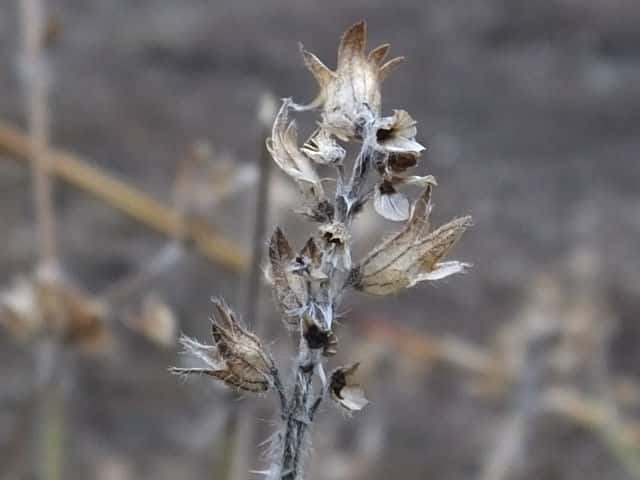 �V���o�i���}�W�\