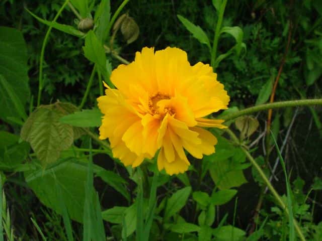 オオキンケイギク