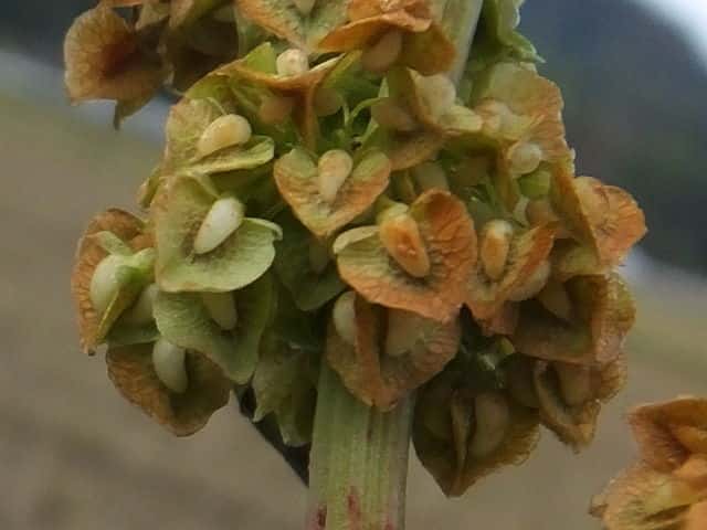 ナガバギシギシ果実