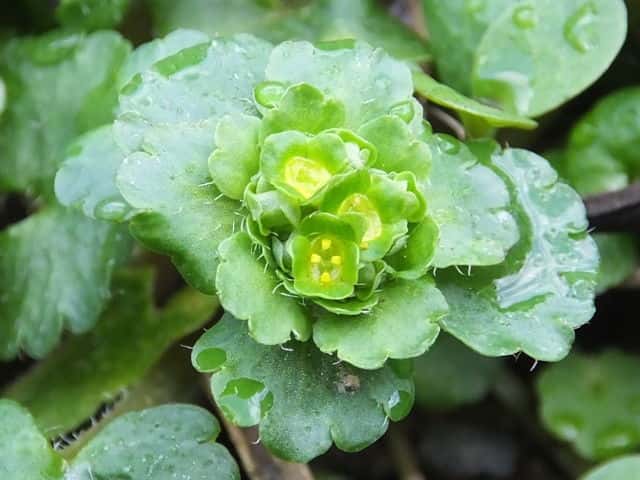 ���}�l�R�m���\�E