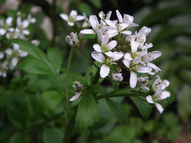 オオケタネツケバナ