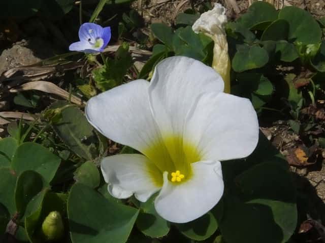 フヨウカタバミ