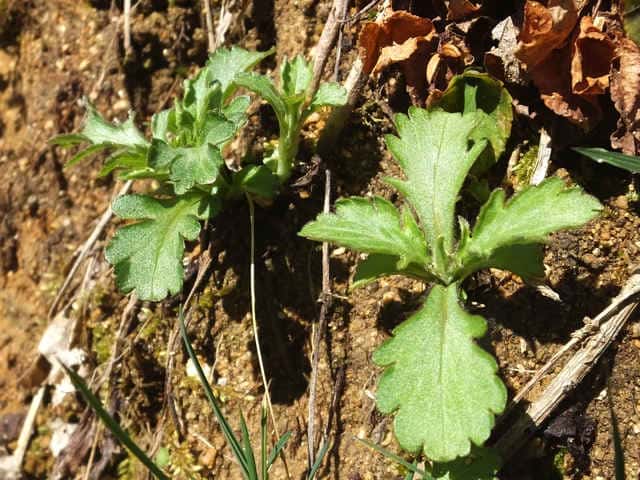 �I�g�R�G�V