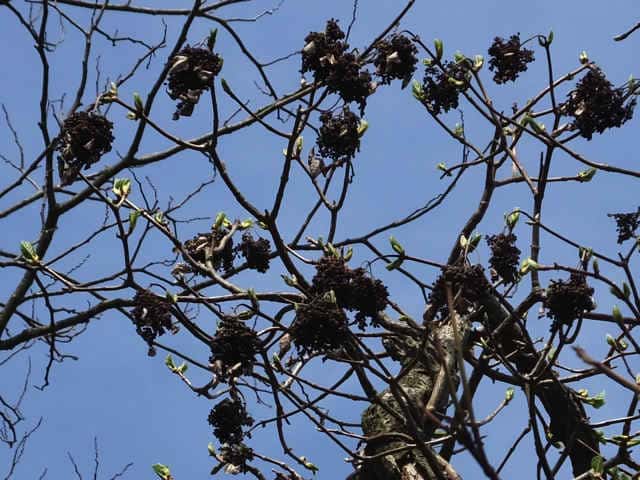 �C���K���~