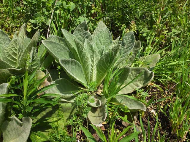 �r���[�h���E�Y�C�J