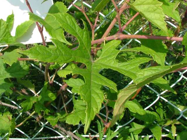 �L���n�m�u�h�E