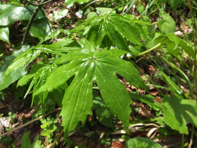 ���~�W�K�T