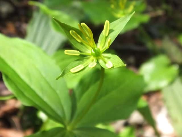 �c�N�o�l�\�E