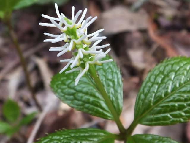 �q�g���V�Y�J