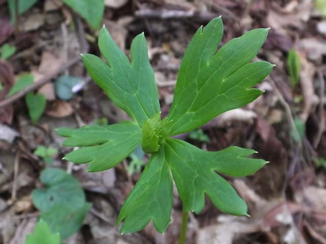 �^���i�g���J�u�g