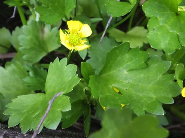 �g�Q�~�m�L�c�l�m�{�^��