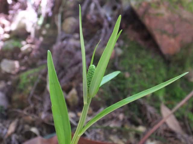 �V���C�g�\�E