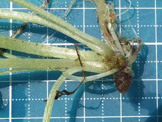 ���}�l�R�m���\�E