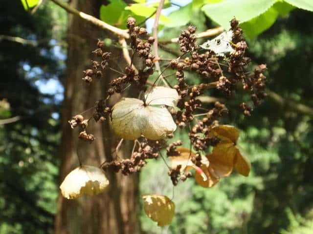 �c���A�W�T�C