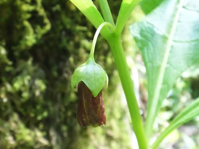 �n�V���h�R��