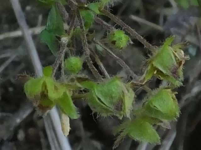 �L�W���V��