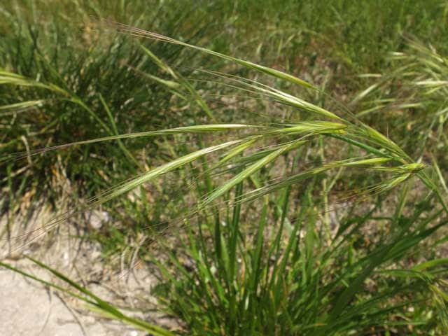 ヒゲナガスズメノチャヒキ