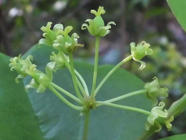 �T���g���C�o��