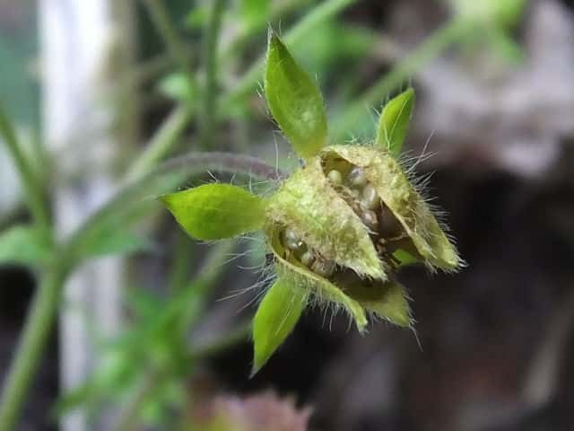 �L�W���V��